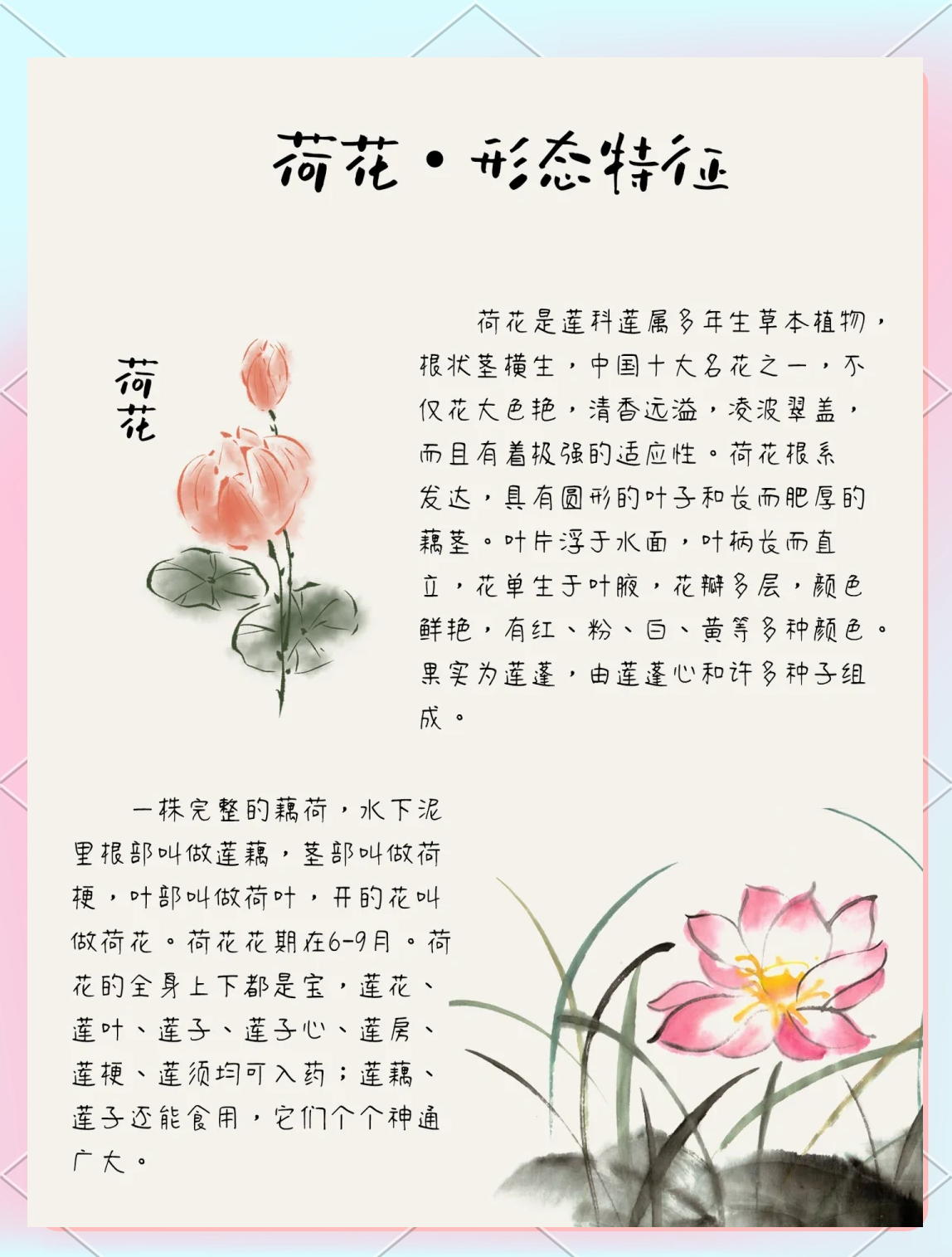 详细阅读:荷花定律是什么意思(荷花定律最经典十句话) 荷花定律是什么意思(荷花定律最经典十句话)